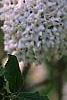 Viburnum x carlcephalum 'Cayuga', flowers