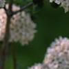 Viburnum x carlcephalum 'Cayuga', flowers