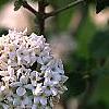 Viburnum x carlcephalum 'Cayuga', flowers