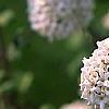 Viburnum x carlcephalum 'Cayuga', flowers