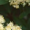 Viburnum cassinoides, flowers