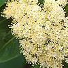 Viburnum cassinoides, flowers