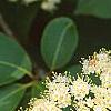 Viburnum cassinoides, flowers