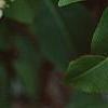 Viburnum cassinoides, flowers