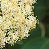Viburnum cassinoides, flowers