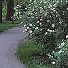 Viburnum dentatum, habit