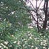 Viburnum dentatum, habit