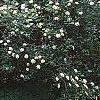 Viburnum dentatum, habit