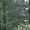 Viburnum dentatum, habit