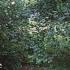 Viburnum dentatum, habit