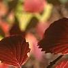 Viburnum dentatum, fall color