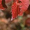 Viburnum dentatum, fall color