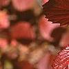 Viburnum dentatum, fall color