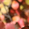 Viburnum dentatum, fall color