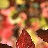 Viburnum dentatum, fall color