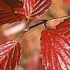 Viburnum dentatum, fall color