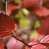 Viburnum dentatum, fall color