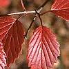 Viburnum dentatum, fall color