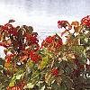 Viburnum dilatatum 'Erie', habit
