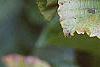 Viburnum dilatatum 'Erie', fruit