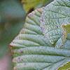 Viburnum dilatatum 'Erie', fruit