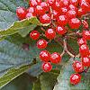 Viburnum dilatatum 'Erie', fruit