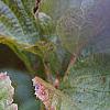 Viburnum dilatatum 'Erie', fruit