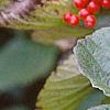 Viburnum dilatatum 'Erie', fruit