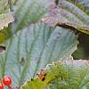 Viburnum dilatatum 'Erie', fruit