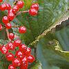 Viburnum dilatatum 'Erie', fruit