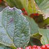 Viburnum dilatatum 'Erie', fruit