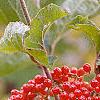 Viburnum dilatatum 'Erie', fruit