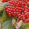 Viburnum dilatatum 'Erie', fruit