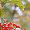 Viburnum dilatatum 'Erie', fruit