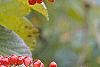 Viburnum dilatatum 'Erie', fruit