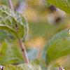 Viburnum dilatatum 'Erie', fruit