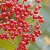 Viburnum dilatatum 'Erie', fruit