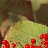 Viburnum dilatatum 'Erie', fruit