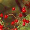 Viburnum dilatatum 'Erie', fruit
