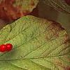 Viburnum dilatatum 'Erie', fruit