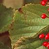 Viburnum dilatatum 'Erie', fruit