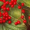 Viburnum dilatatum 'Erie', fruit