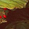 Viburnum dilatatum 'Erie', fruit