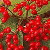Viburnum dilatatum 'Erie', fruit