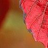 Viburnum dentatum 'Morton', fall color