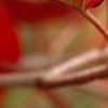 Viburnum dentatum 'Morton', fall color
