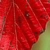 Viburnum dentatum 'Morton', fall color