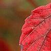 Viburnum dentatum 'Morton', fall color