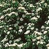 Viburnum dilatatum, habit