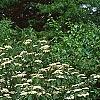 Viburnum dilatatum, habit